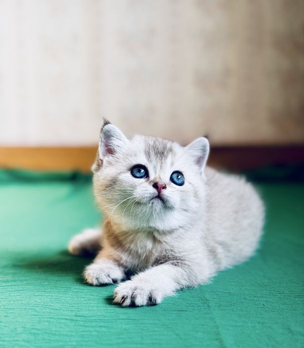 Серебристая шиншилла.