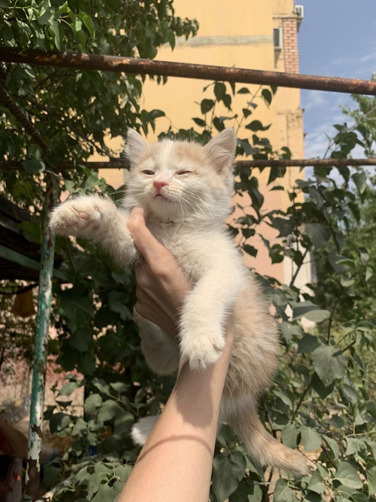 Котенок в добрые ответственные руки