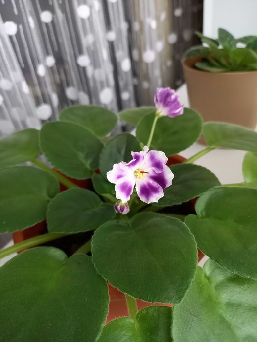 Продам фиалку детку