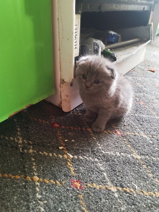 Скотиш страйт и фулд
