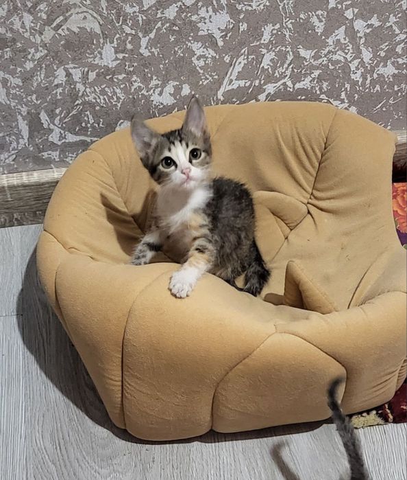 Отдам даром в добрые руки