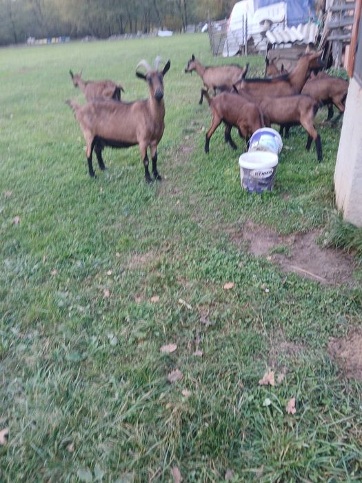 Capre alpina Franceza