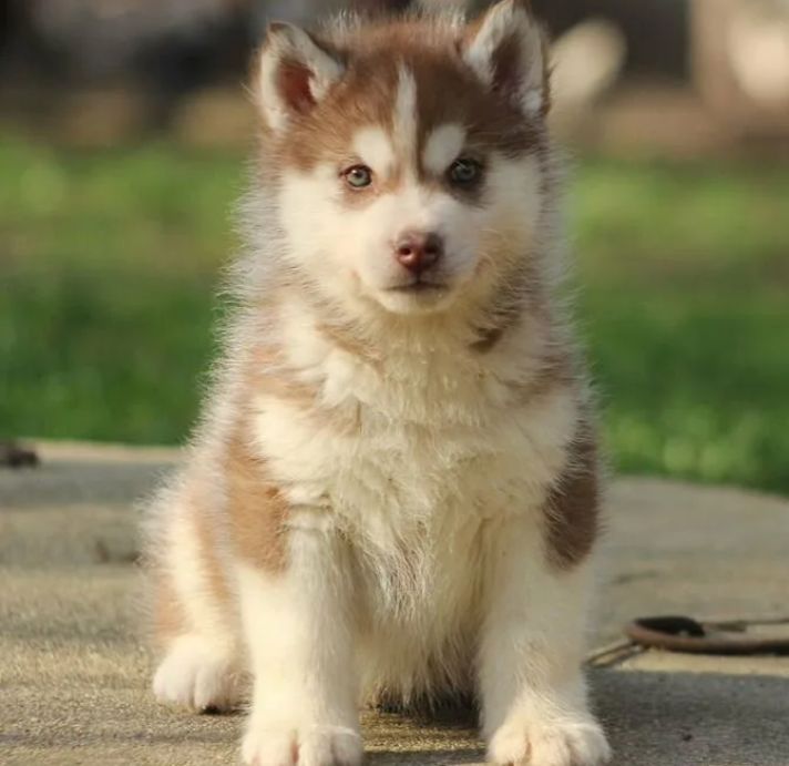 Хаски лайка.    .