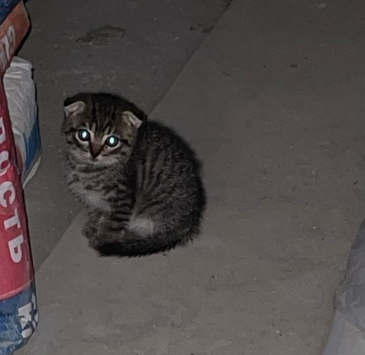 Продам породистых котят