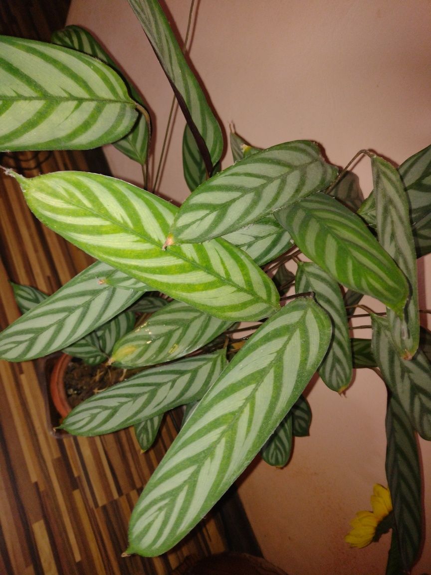Calathea Oppenheimiana - planta care se roaga