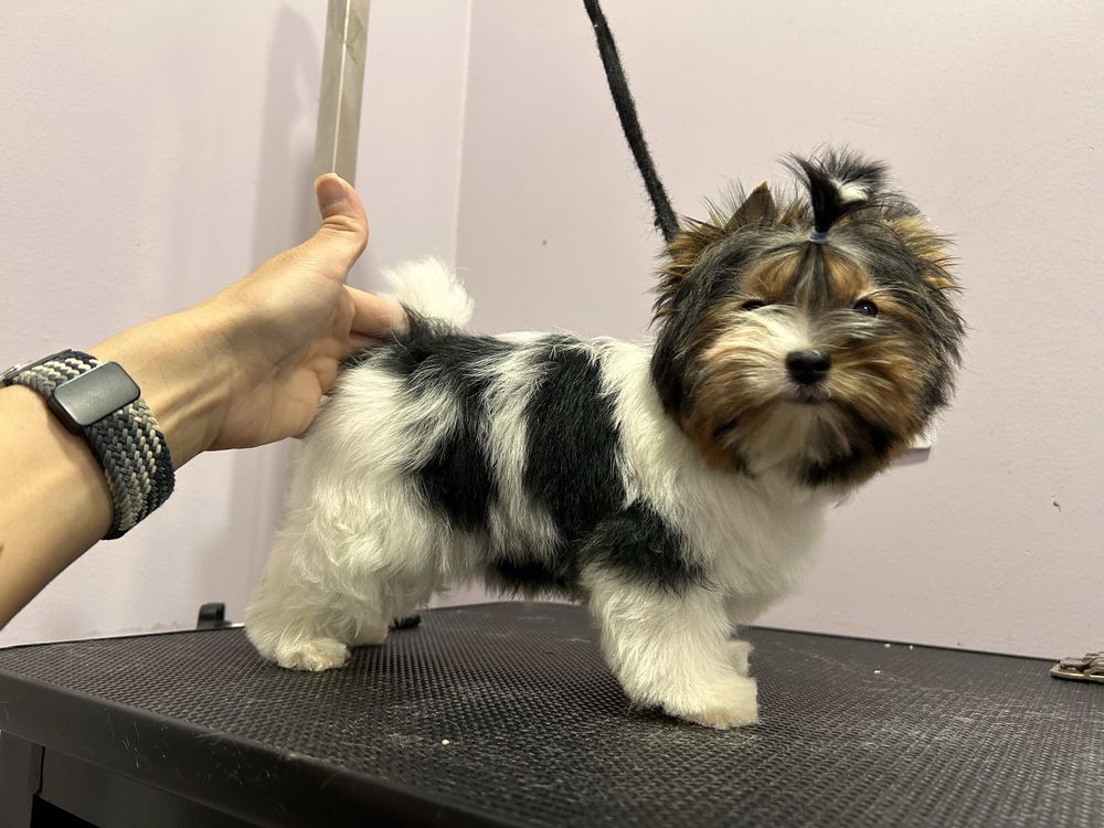 Biewer yorkie / Бивър Йорки