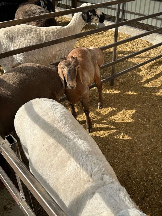 Кучкор барра шу йилги 3 та бир жоя