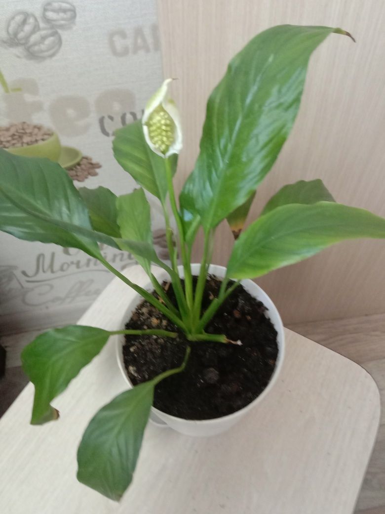 Спешите купить,распродажа