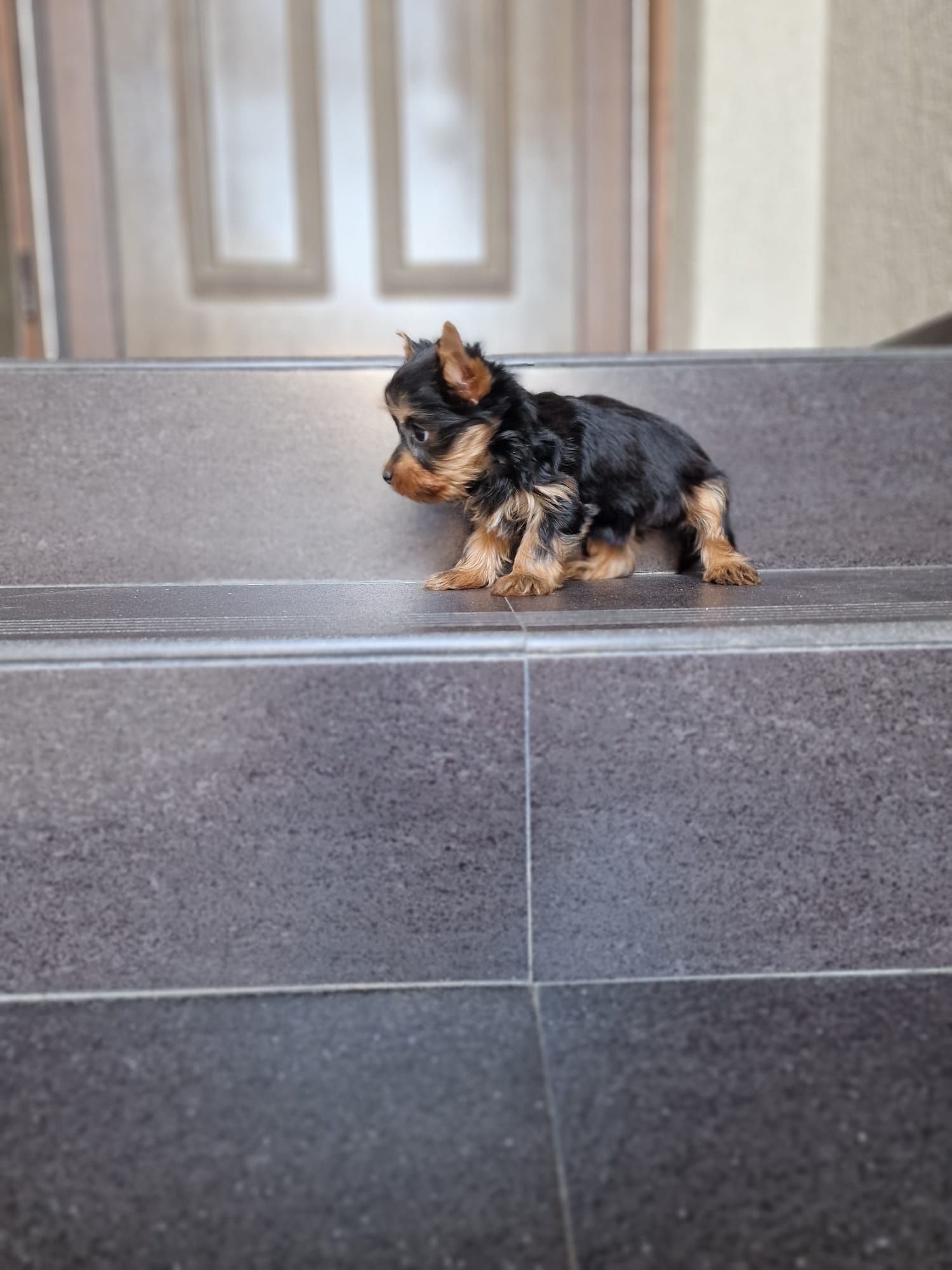 Yorkshire terrier mascul