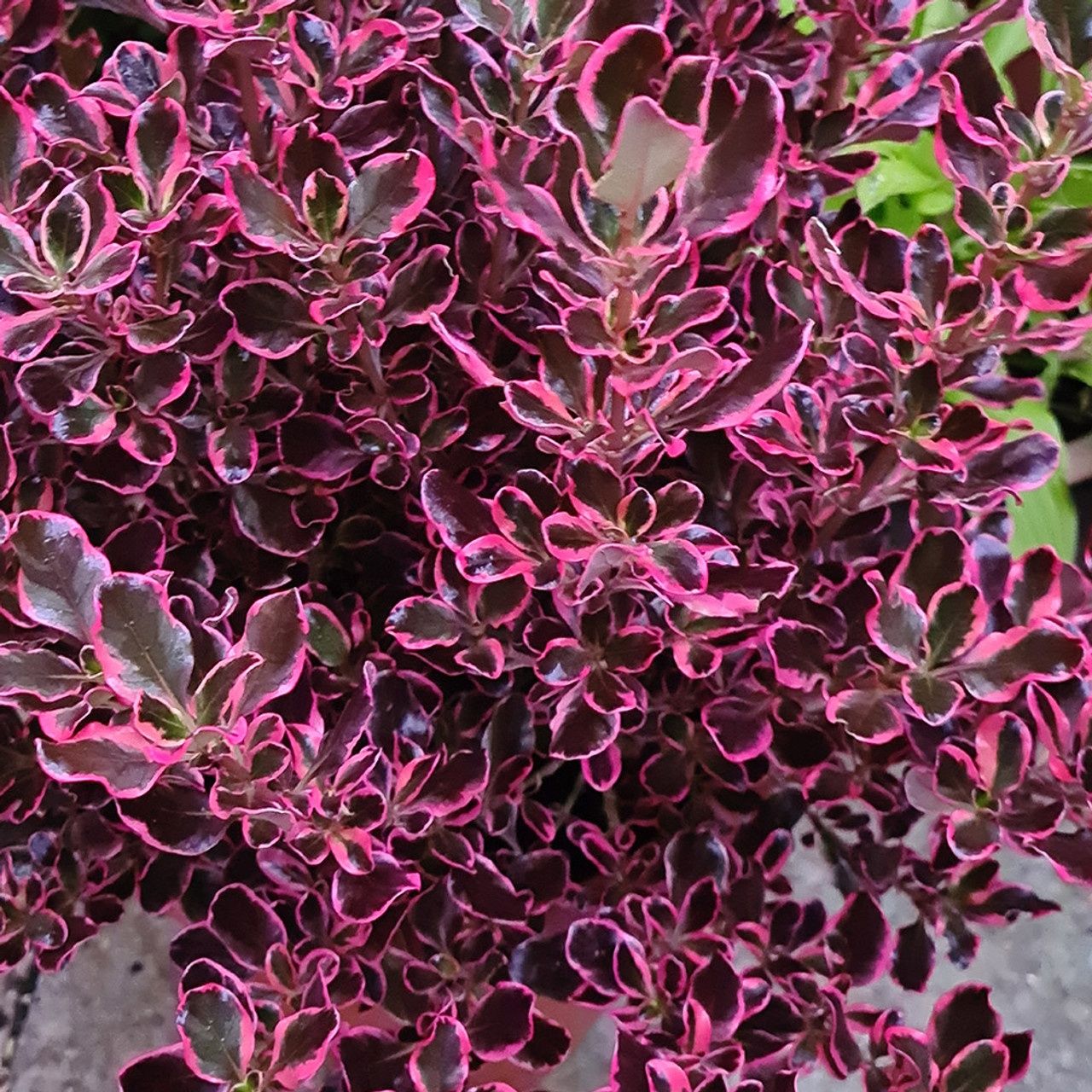 Копросма (Coprosma 'Eclipse')