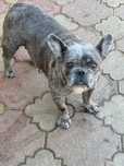 Bulldog  francez blue merle  femela !!