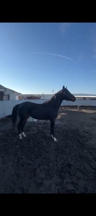 Vând Pur Sânge Englez