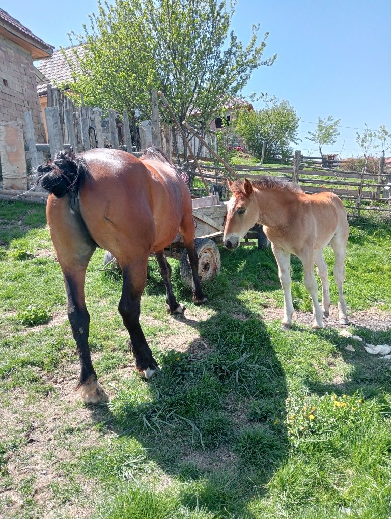 Vand iapa cu mânză semi grea  în poiana sibiului