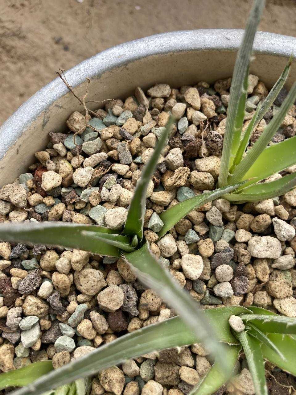Выносливый суккулент диккия бревифолия (Dyckia Brevifolia), недорого