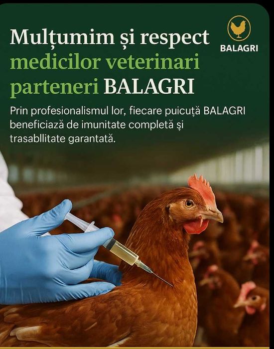 Puicuțe Lohmann Clasic – Performanță, Randament și Încredere