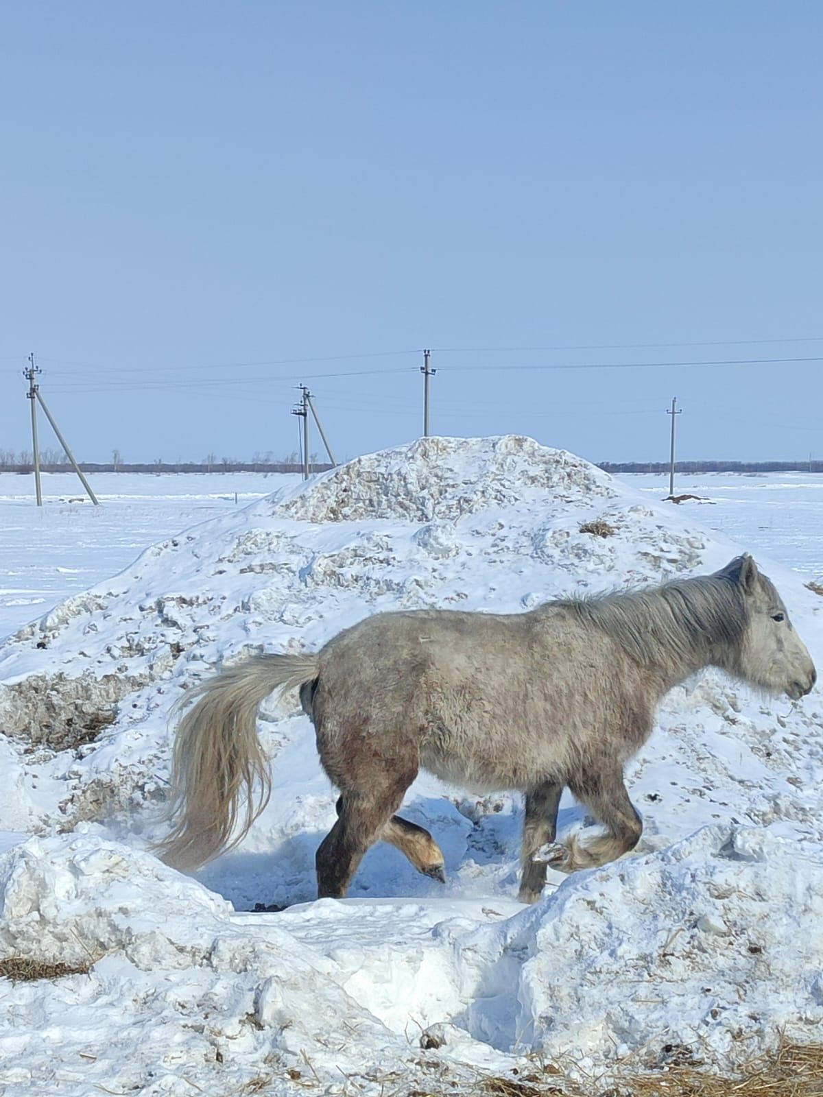 ,продам лошадь 2 летка