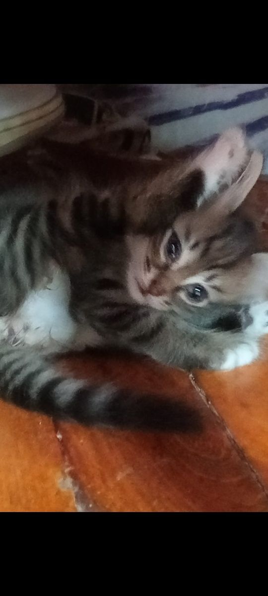 Котят в хорошие руки