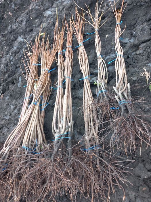 Vând Pomi fructiferi altoiți