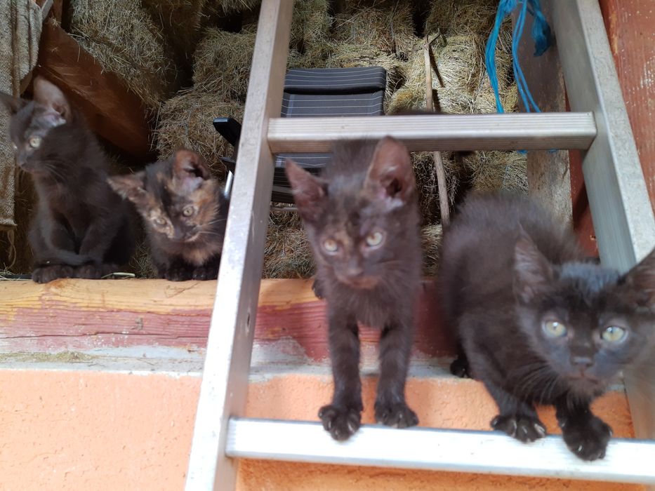 Donație, adopție pisici