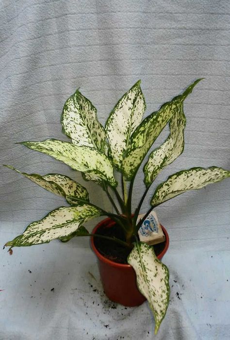 Продаю разнообразные комнатные растения .