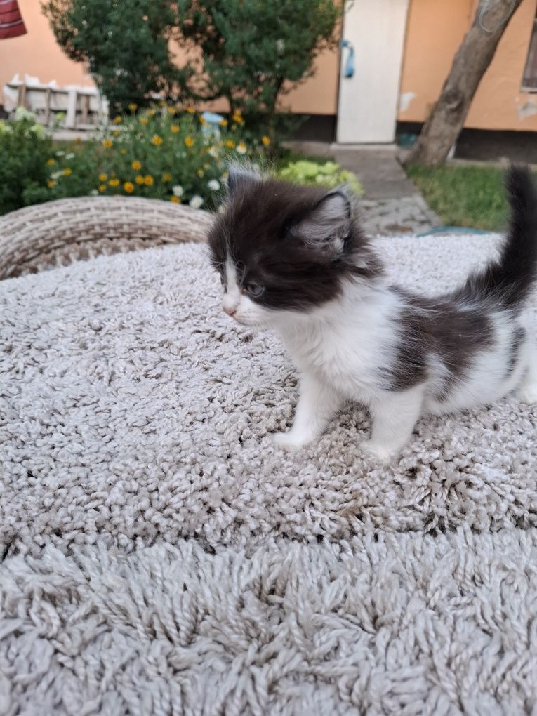 Домашние котята бесплатно в добрые руки.