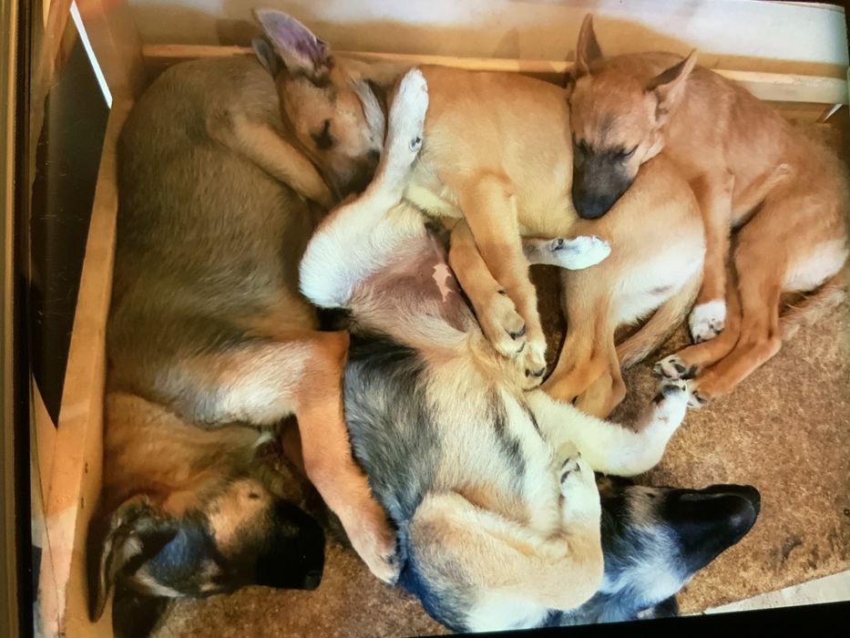 Белгийска овчарка