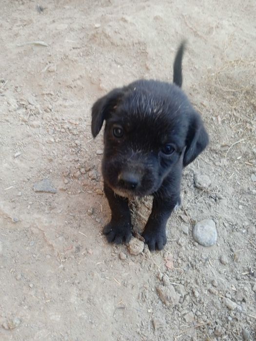 Продам щенков мелкой породы ротвейлер.