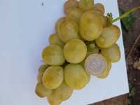продам САЖЕНЦЫ винограда более 20 сортов( однолетки и много летние)