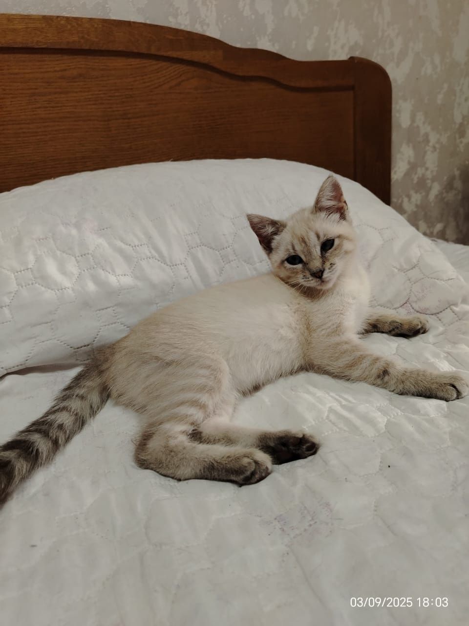 Котенок девочка 2,5 месяца