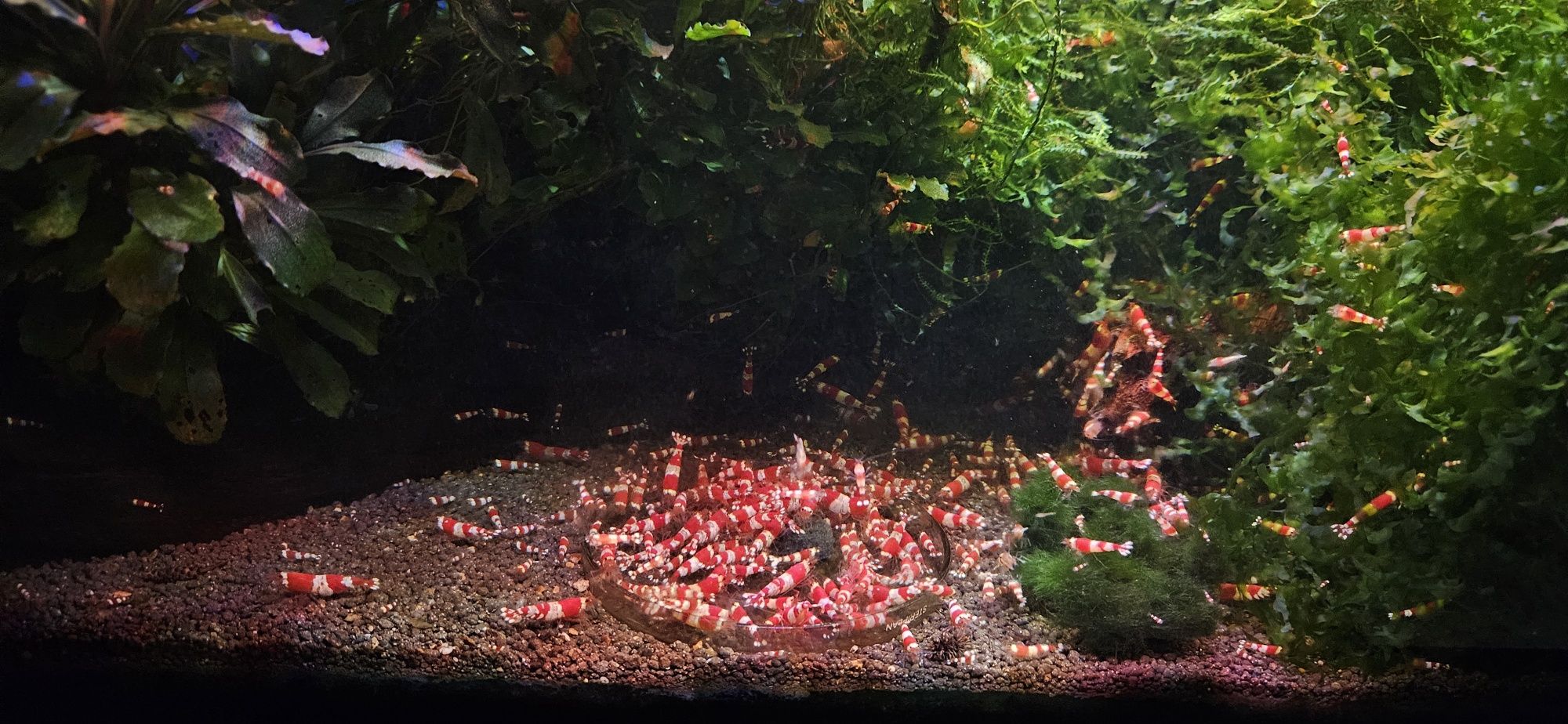Vand creveti acvariu caridina Crystal Red