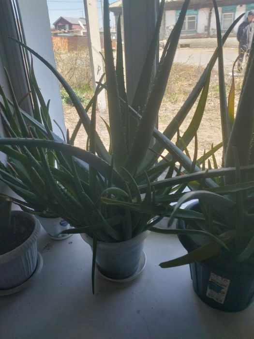 Продам алоэ вера
