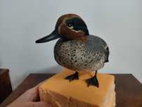 Mascul rata mica impaiat, taxidermie