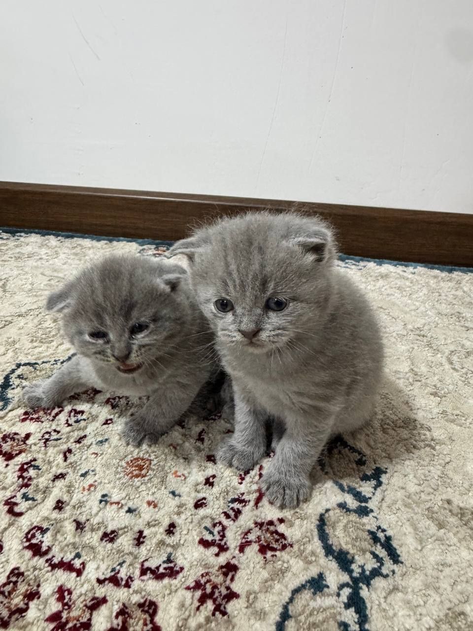 Продаётся котёнки