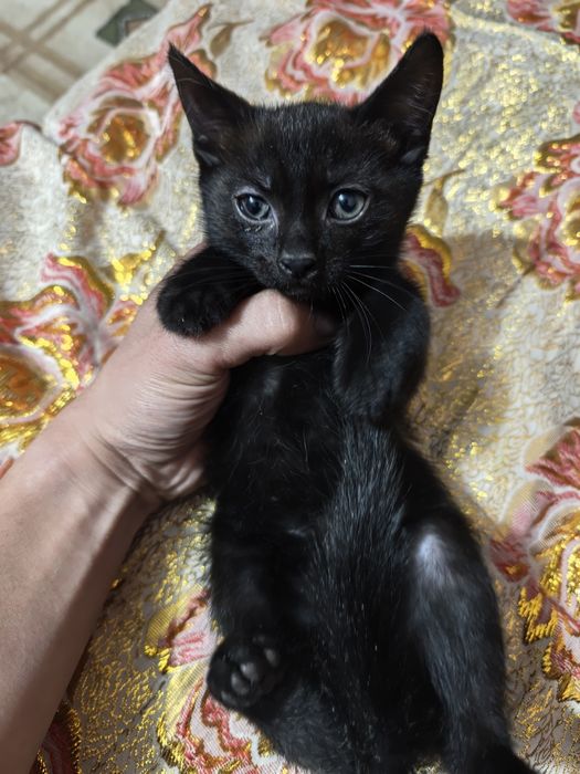Отдам котенка в хорошие руки