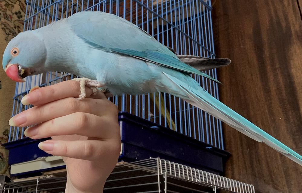 Продается голубой ожереловый попугай