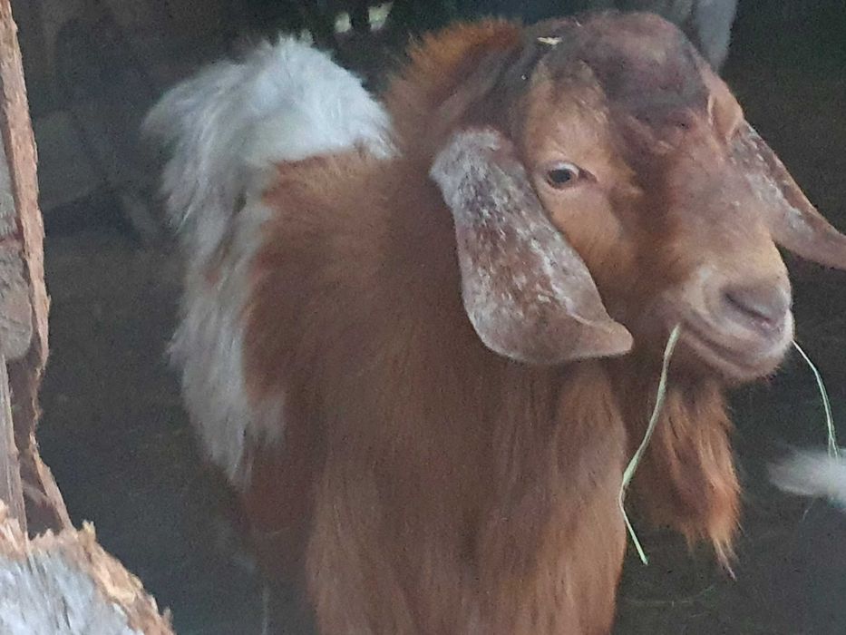 Vind Tap Anglonubian