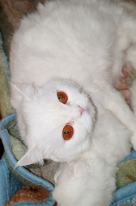 Британско бяло котенце