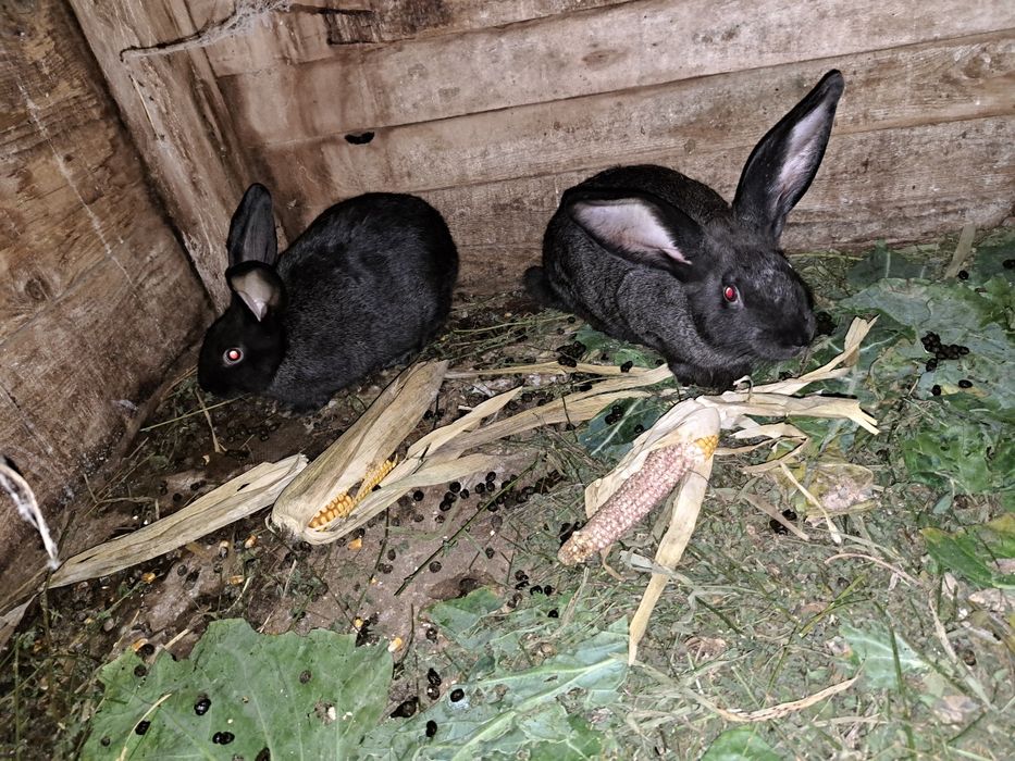 Vând iepuri 3 luni și 4 luni