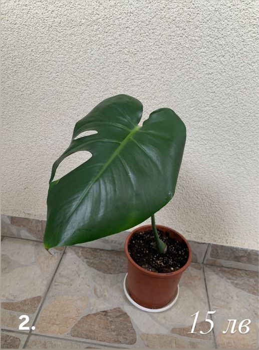 Монстера (Monstera Deliciosa)