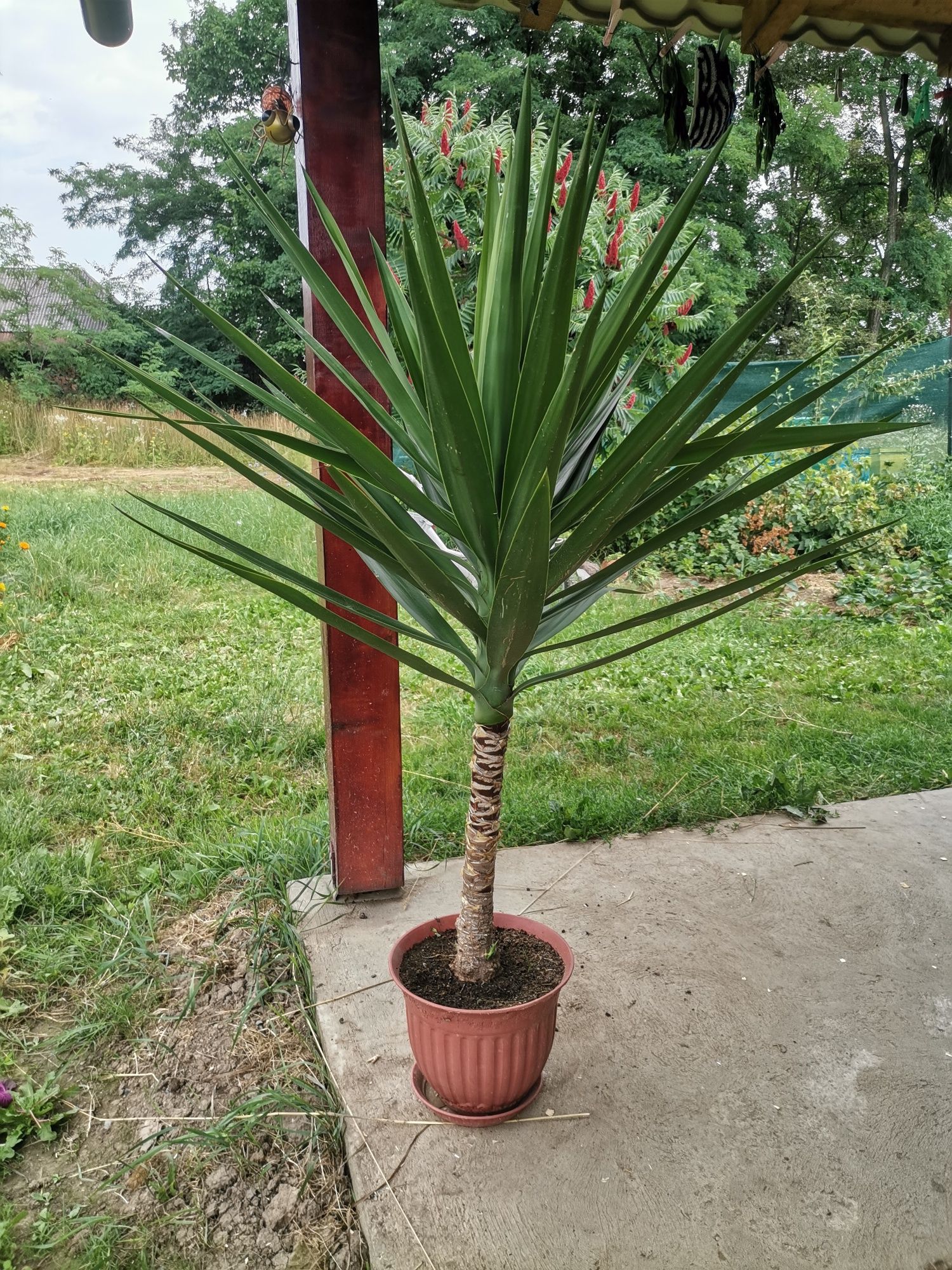 Yucca plantă de vânzare