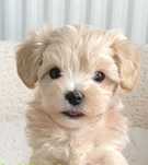 Bichon maltez mini toy