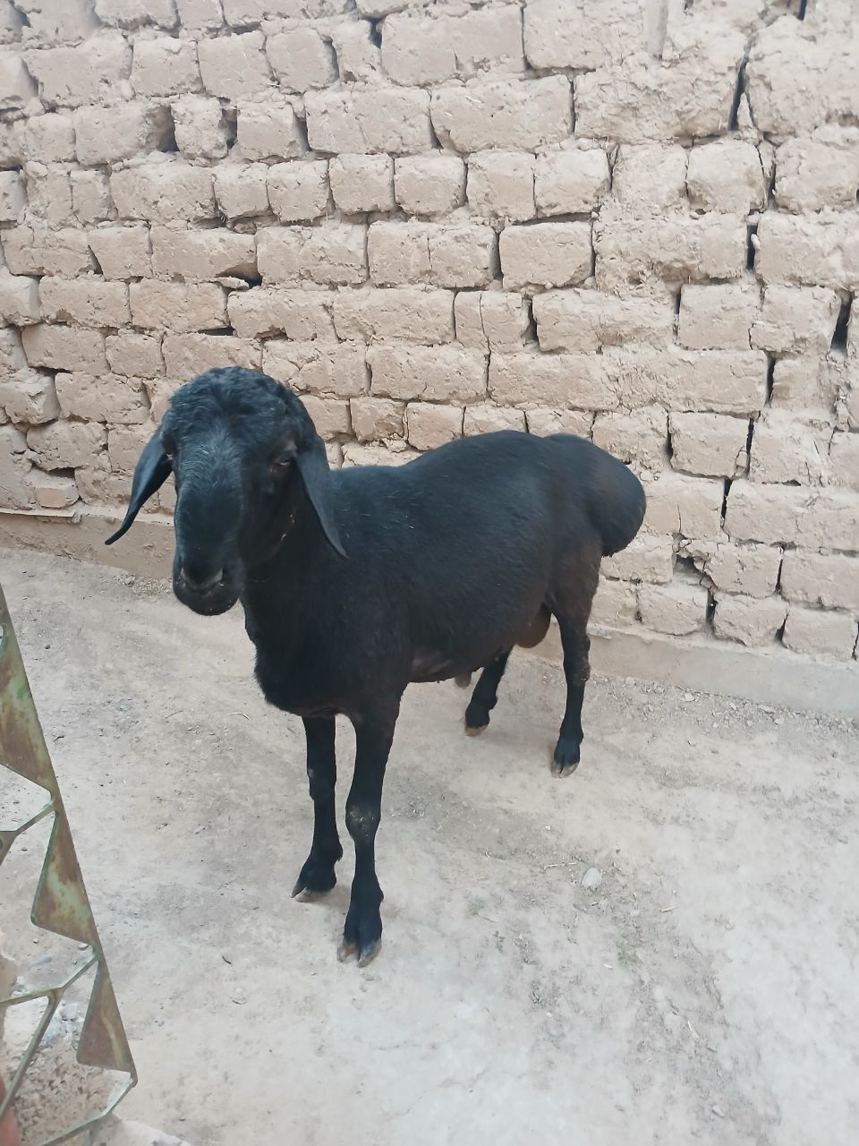 Qozi qochqor sotiladi