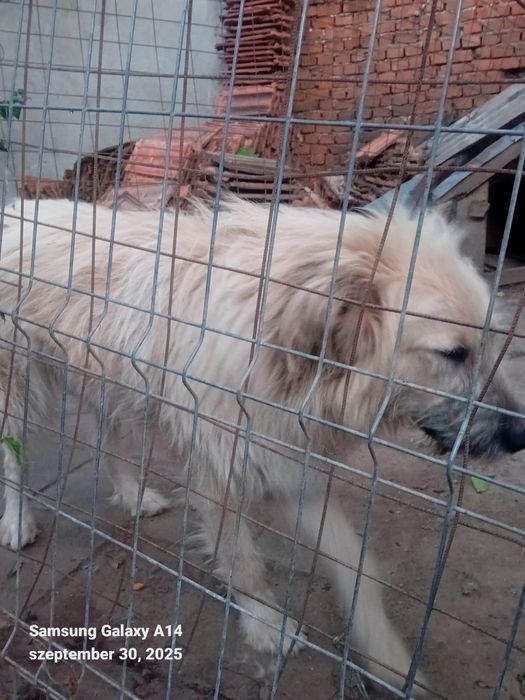 Donez o caine de paza