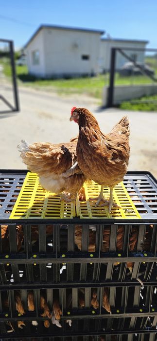 Продавам кокошки носачки Roman Brown за яйца