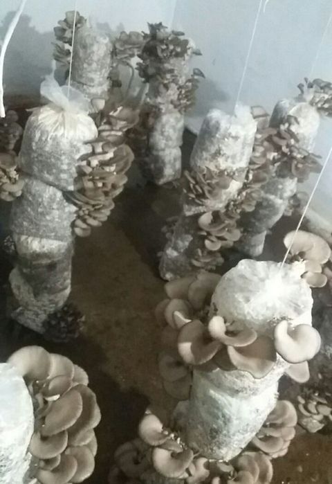 Семена Грибов  Вешинки М-5, КА 17 штп