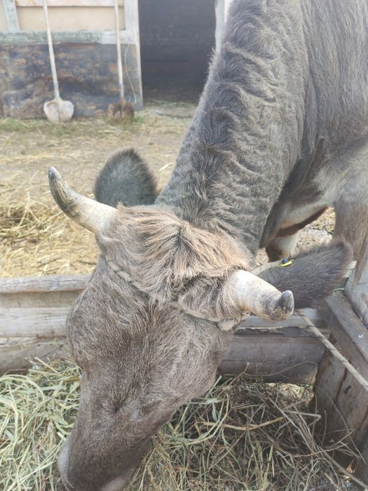 Продам большую корову первотелка
