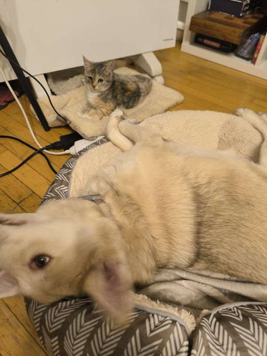 Трицветно женско коте търси дом