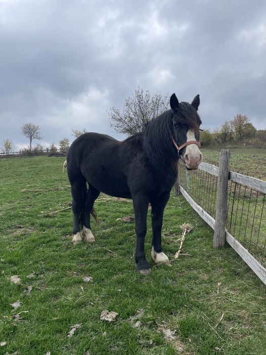 Iapă de vânzare…