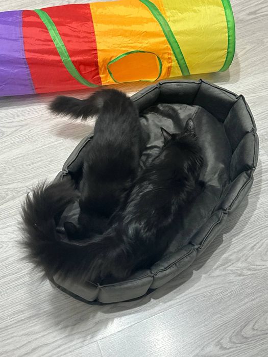 Лежанка когтеточка в наличии и под заказ