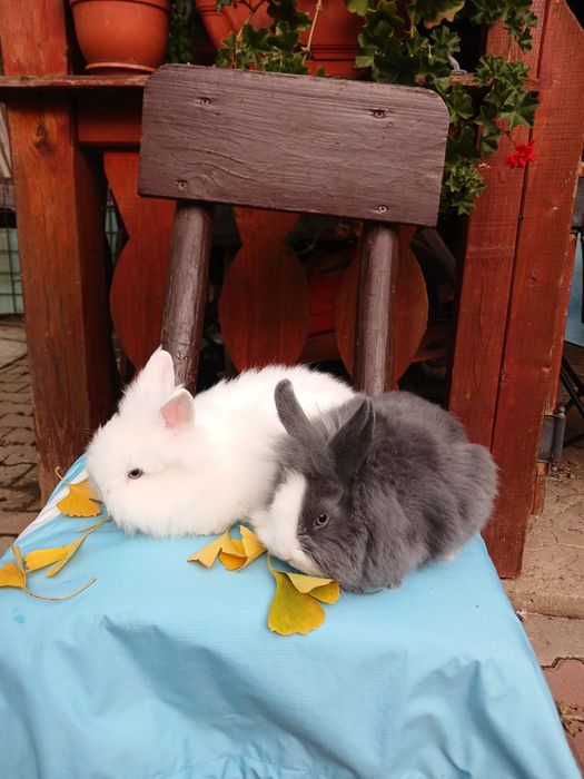 Iepurași Cap de leu cu ochii albaștri